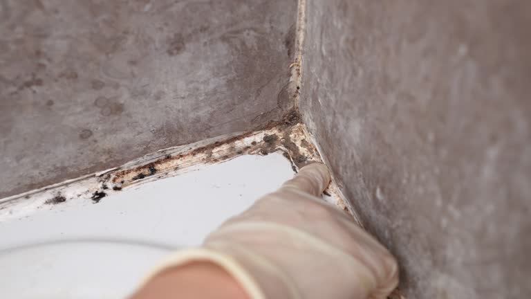 Mold Removal for HVAC Installations in Gibsonia, PA